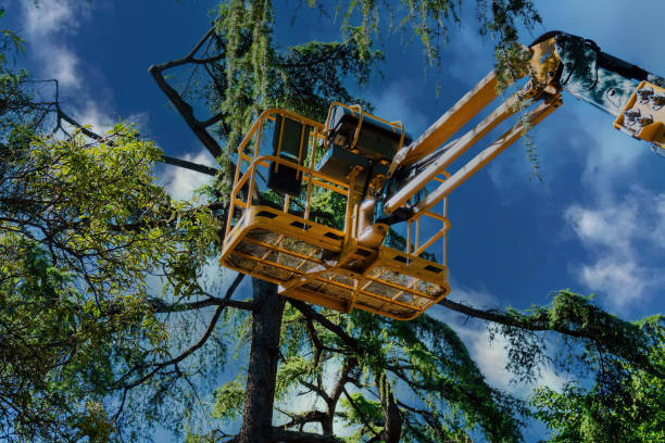 Best Tree Trimming and Pruning  in Mount Shasta, CA